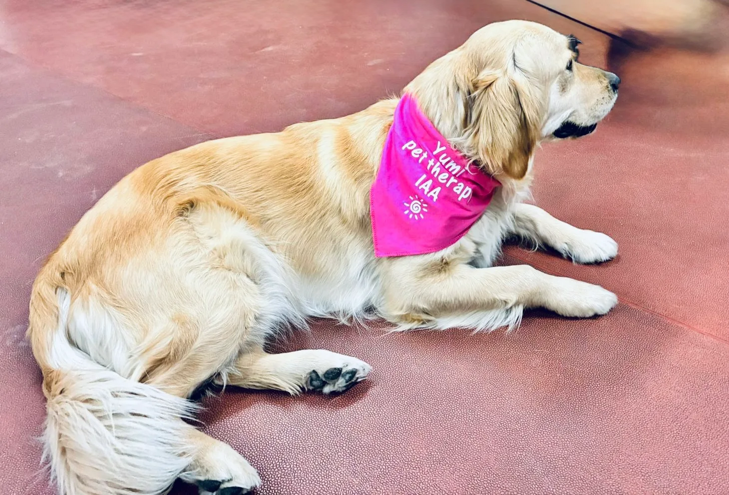 Cane JIMPet con bandana per la Pet Therapy