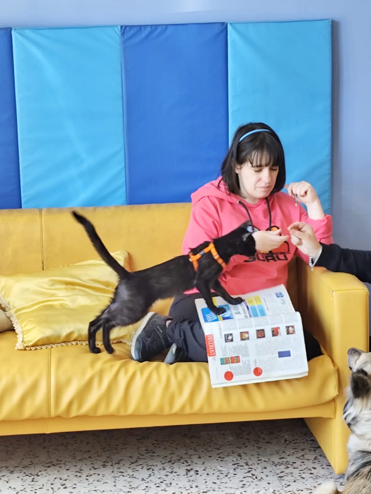 Attività assistita con un gatto in un contesto accogliente